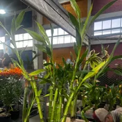 Bambú de la suerte