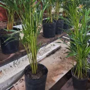Palmera areca