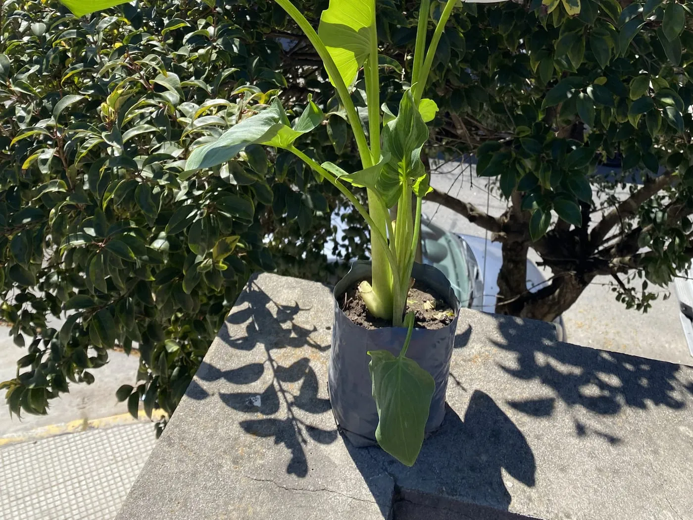 Plantas de Margarita Nativa